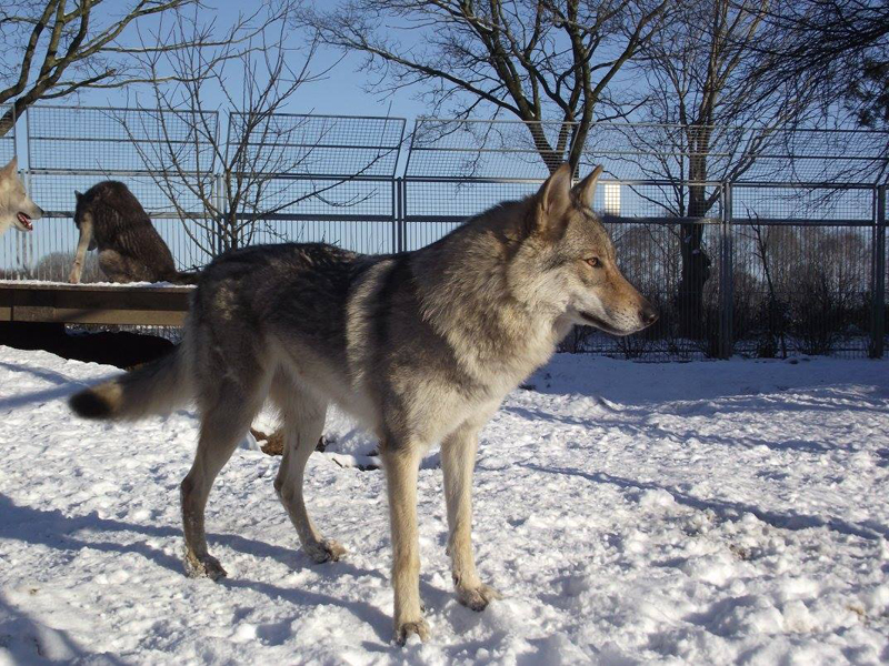 Wolfdog Kalisha